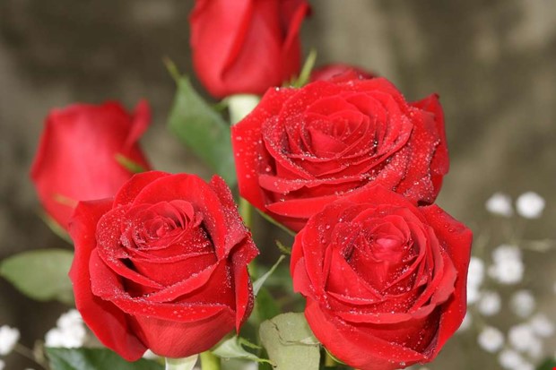 Hjälpande vid olycka och föreställning rosas Hjälpande vid olycka och föreställning rosas