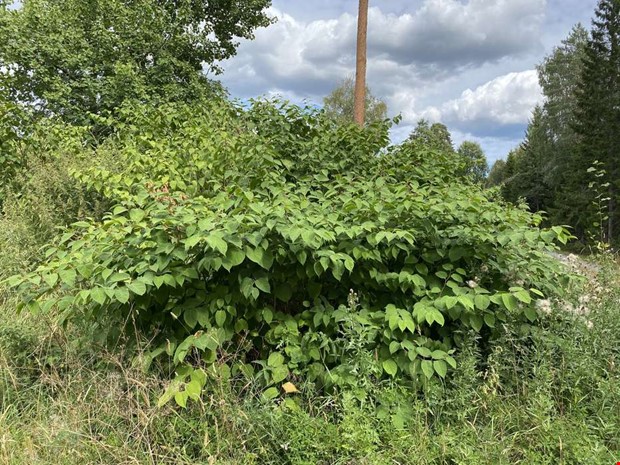 Debatt: Myterna om Parkslide Debatt: Myterna om Parkslide