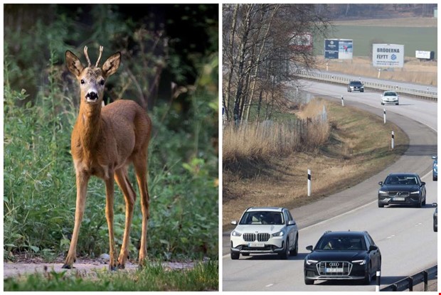 Rådjur innanför viltstängslet på E6