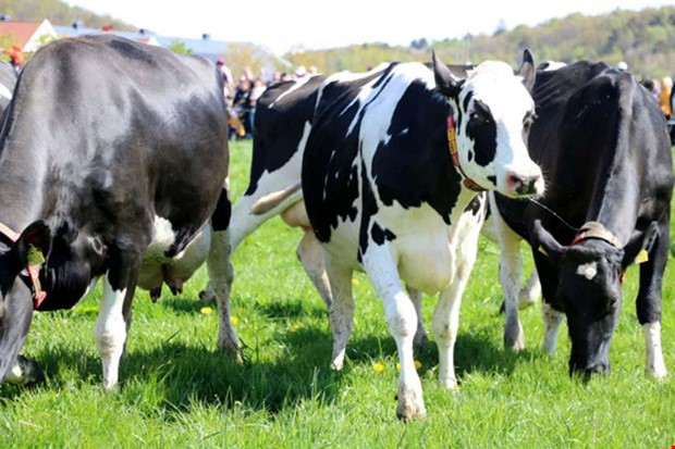 Debatt: Bakom koslppets gldje  en verklighet vi inte vill se 