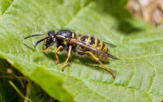 Varning: Det kan bli en riktig getingsommar i Halland