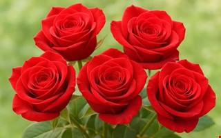 Hjlpsam pojke, frisr och grannar hyllas