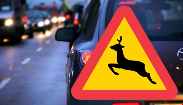 R�djur p� v�g 158 � stor trafikp�verkan