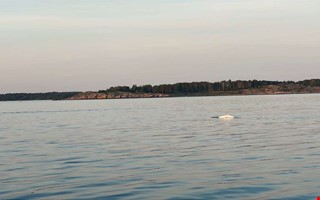 Stefan sg vitvalar i Kungsbackafjorden: Riktigt hftigt