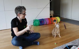 Djurskyddet larmar om akut kattkris i Halland 