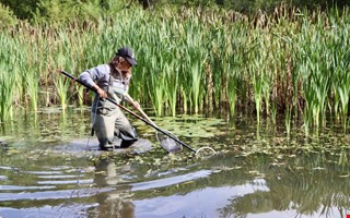 Giftbehandling lyckades � solabborren �r utrotad