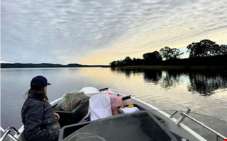 F� yngel och sm�fisk i Lygnern � d�lig f�ryngring oroar