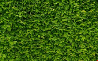 Hcken klipptes fr lite  hga viten vntar villagare 