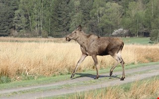 Debatt: Regeringens vilda planer har gtt vilse 