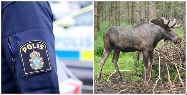En till sjukhus efter älgolycka: “Var extra uppmärksam” En till sjukhus efter älgolycka: “Var extra uppmärksam”