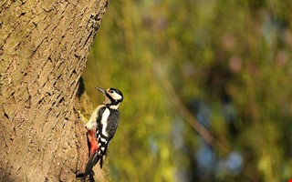 Debatt: Synd om hackspettarna 