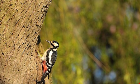 Debatt: Synd om hackspettarna 