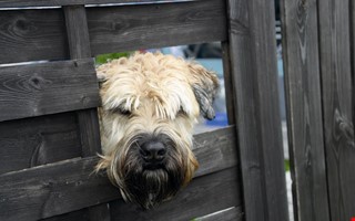 Debatt: Vi behver fler hundrastgrdar