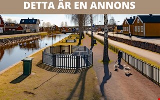 Efter pandemins valpboom: hur funkar hundlivet i Kungsbacka nu?