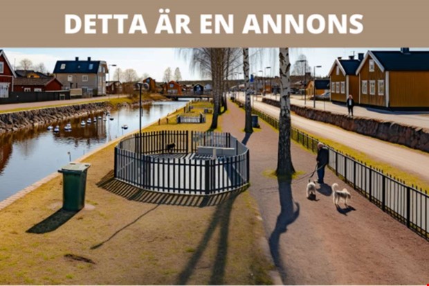 Efter pandemins valpboom: hur funkar hundlivet i Kungsbacka nu?