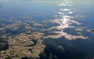 Debatt: Rd med ny arena men kan inte ta hand om vr natur 