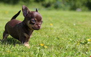 Debatt: Dlig id med hundrastgrd i Kolla 