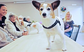 Succ nr hundar spred gldje p boendet