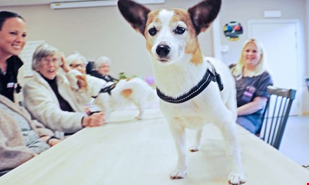 Succ nr hundar spred gldje p boendet