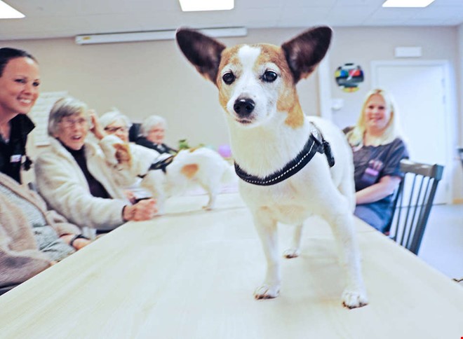 Succ nr hundar spred gldje p boendet