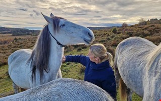 Hstflock anvnds fr att bttre bevara naturen