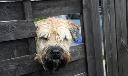 Debatt: Gr fler hundrastgrdar i kommunen 