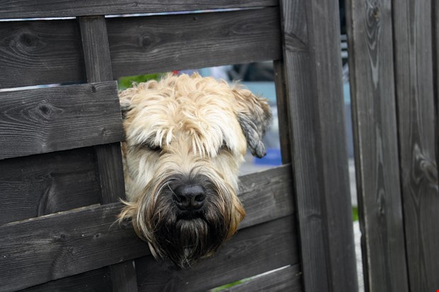 Debatt: Gr fler hundrastgrdar i kommunen 
