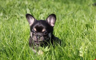 Debatt: Hundrastgrd  en lsning inte ett problem