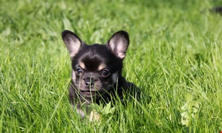 Debatt: Hundrastgrd  en lsning inte ett problem