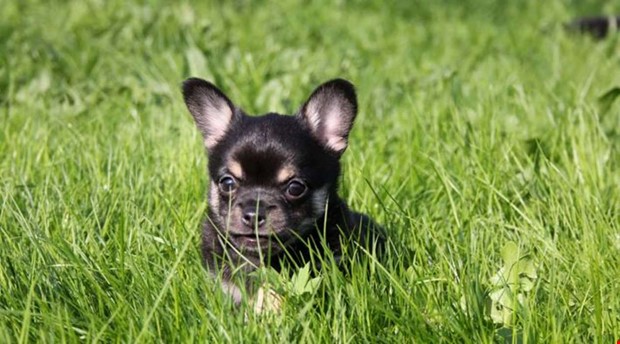 Debatt: Hundrastg�rd � en l�sning inte ett problem