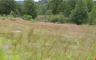 Debatt: Sluta importera vxter nu 