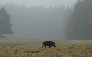 Jgare: Reservatet har blivit gmstlle fr smarta vildsvin