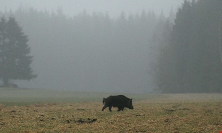 Jgare: Reservatet har blivit gmstlle fr smarta vildsvin