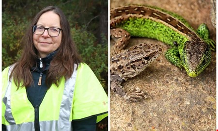 Onsalavgen blir av  men djuren styr tidsplanen