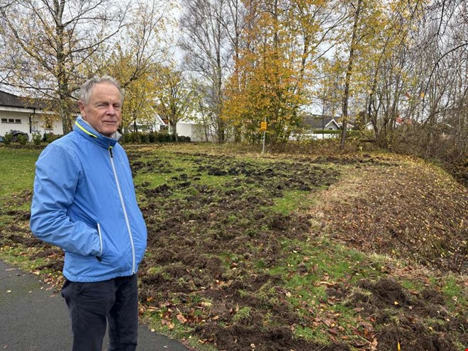 Vildsvin hrjar  lekplats och fotbollsplan drabbade