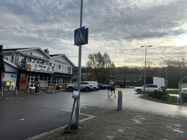 Udda scenen: Se älgen mitt i Kullavik centrum Udda scenen: Se älgen mitt i Kullavik centrum