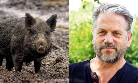 Rekord under vildsvinsjakten  s mnga flldes