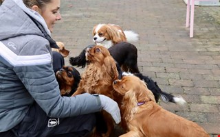 Sofie fder upp Hallands nya landskapshundar