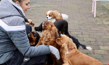 Sofie fder upp Hallands nya landskapshundar