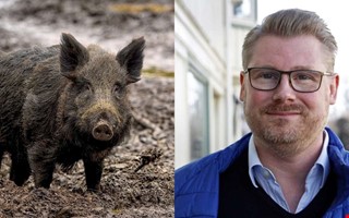 Frslaget: Skjut ett vildsvin  f 1 000 kronor 