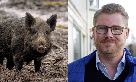 Frslaget: Skjut ett vildsvin  f 1 000 kronor 