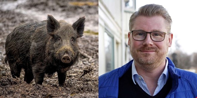 Frslaget: Skjut ett vildsvin  f 1 000 kronor 