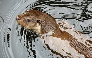 Uttrar kar snabbt i Halland  men hoten kvarstr