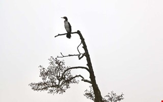 Skarva inte nu: Vad sitter i tallens topp?