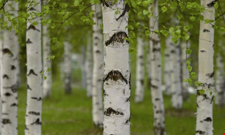 Debatt: Kungsbacka behver sina trd 