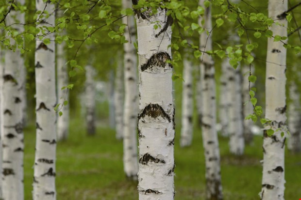 Debatt: Kungsbacka behver sina trd 