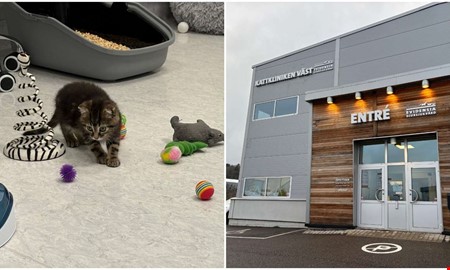 Nya kliniken invigd specialdesignad fr katter
