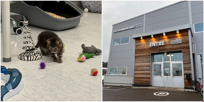 Nya kliniken invigd specialdesignad fr katter