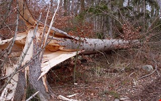 Grannbrk om trd som faller ver grnsen