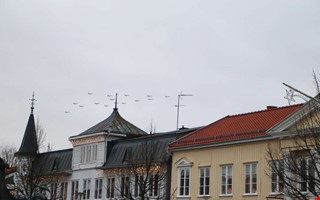 Se filmen frn den rliga julgransflygningen 